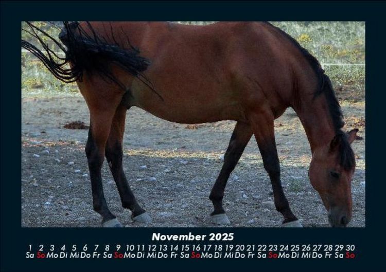 Produktbild: Pferdegefl&uuml;ster 2025 Fotokalender DIN A5