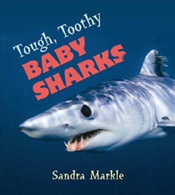 Produktbild: Tough, Toothy Baby Sharks