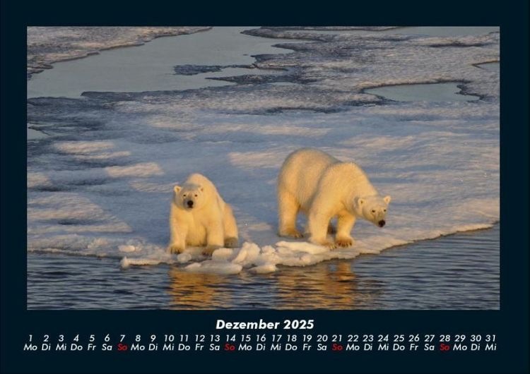 Produktbild: Welt der Tiere 2025 Fotokalender DIN A4