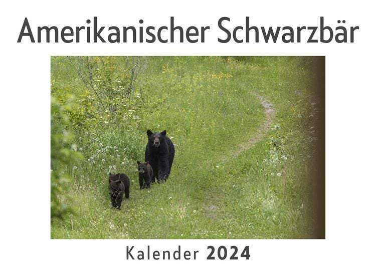 Produktbild: Amerikanischer Schwarzb&auml;r (Wandkalender 2024, Kalender DIN A4 quer, Monatskalender im Querformat mit Kalendarium, Das perfekte Geschenk)