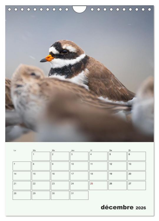 Produktbild: Voyage ornithologique (Calendrier mural 2026 DIN A4 horizontal), CALVENDO calendrier mensuel