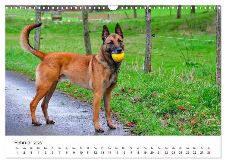 Produktbild: Malinois - Wahnsinn auf vier Pfoten (Wandkalender 2026 DIN A3 quer), CALVENDO Monatskalender