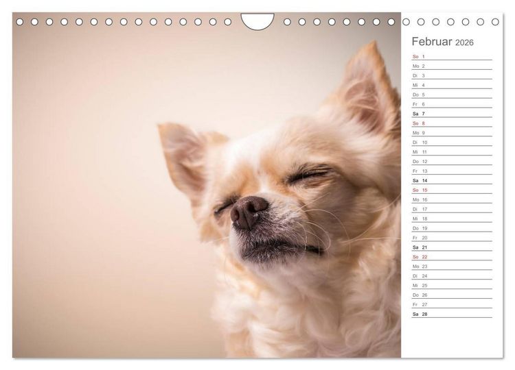 Produktbild: Chihuahua - Die Welt der Kleinen (Wandkalender 2026 DIN A4 quer), CALVENDO Monatskalender