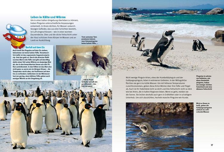 Produktbild: Entdecke die Pinguine