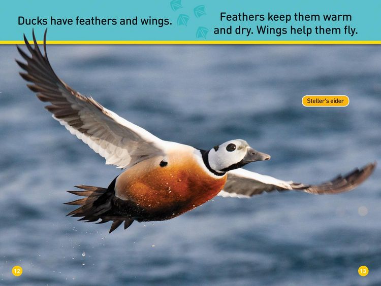 Produktbild: Ducks (National Geographic Kids Readers, Pre-Reader)