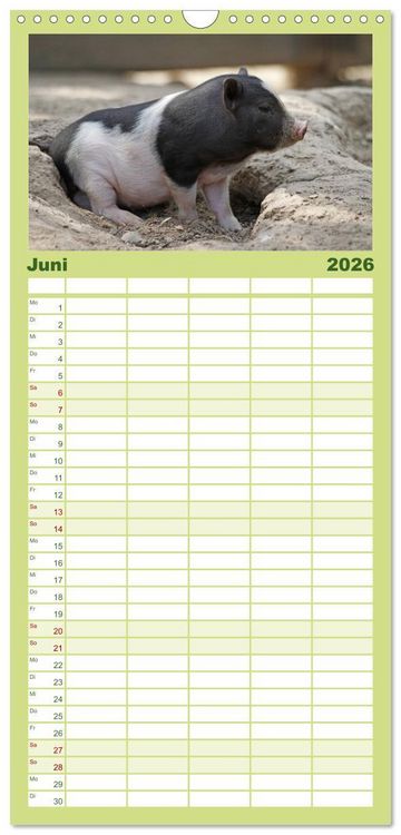 Produktbild: Familienplaner 2026 - Schwein gehabt! mit 5 Spalten (Wandkalender, 21 x 45 cm) CALVENDO