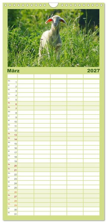 Produktbild: Familienplaner 2027 - Das Leben der Schafe mit 5 Spalten (Wandkalender, 21 x 45 cm) CALVENDO