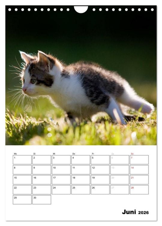 Produktbild: Katzenkinder - Impressionen (Wandkalender 2026 DIN A4 hoch), CALVENDO Monatskalender
