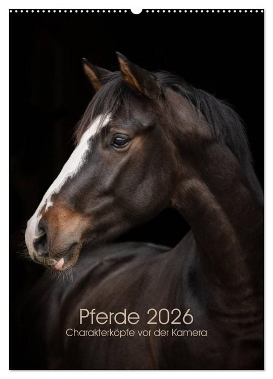 Produktbild: Pferde 2026 - Charakterk&ouml;pfe vor der Kamera (Wandkalender 2026 DIN A2 hoch), CALVENDO Monatskalender
