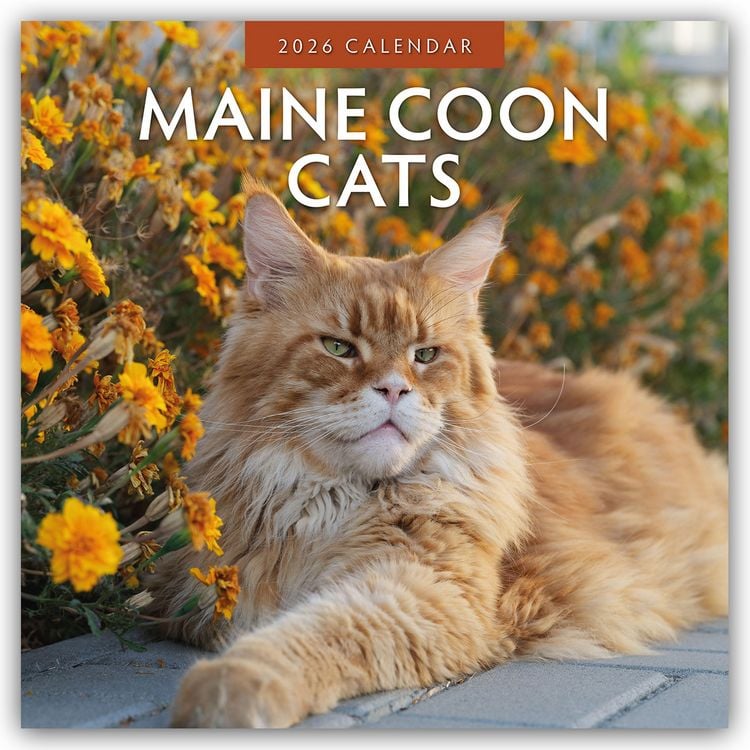 Produktbild: Maine Coon Cats – Maine Coon Katzen 2026 – 16-Monatskalender