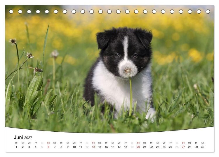 Produktbild: Welpen - Puppies (Tischkalender 2027 DIN A5 quer), CALVENDO Monatskalender