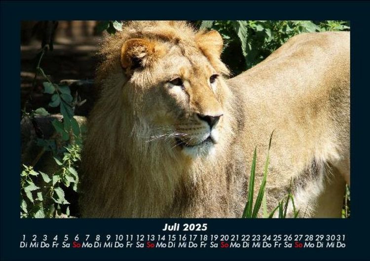 Produktbild: L&ouml;wen in der Wildnis 2025 Fotokalender DIN A5