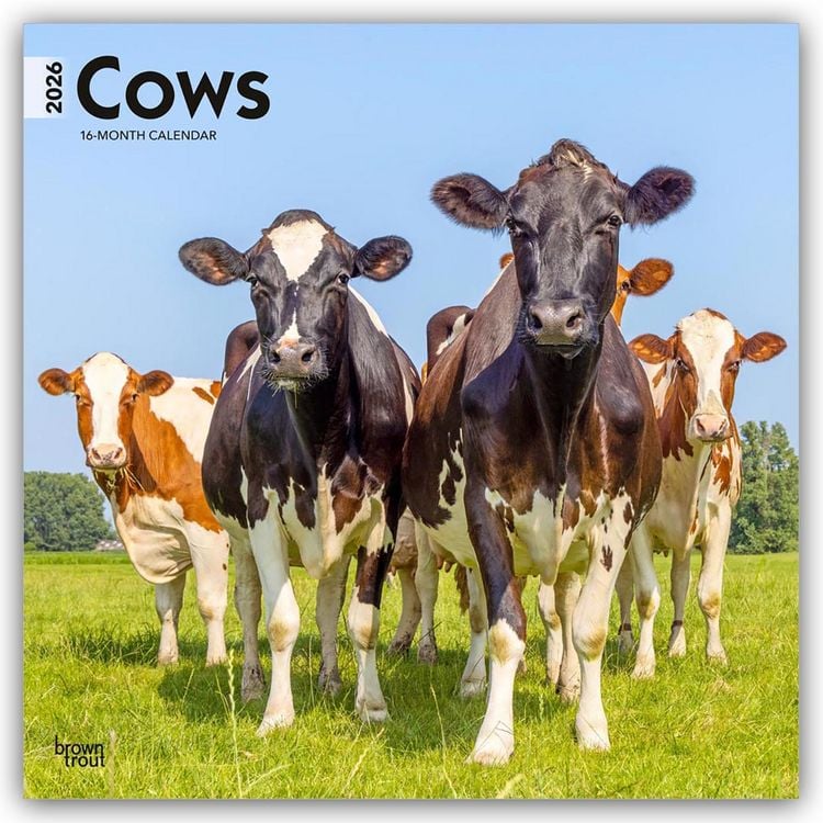 Produktbild: Cows – Kühe 2026 – 16-Monatskalender