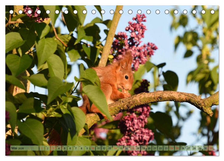 Produktbild: Eichh&ouml;rnchen-Spa&szlig; (Tischkalender 2026 DIN A5 quer), CALVENDO Monatskalender