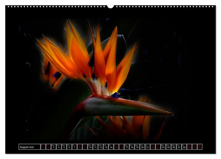 Produktbild: Mysterious plant portraits (High Quality Premium Wall Calendar 2026 DIN A2 landscape),CALVENDO 12 Month Wall Calendar