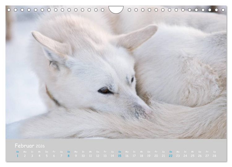 Produktbild: Alaskan Huskies (Wandkalender 2026 DIN A4 quer), CALVENDO Monatskalender