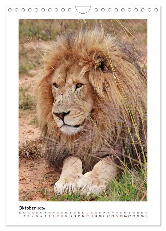 Produktbild: S&Uuml;DAFRIKA - WILDTIERE IM PORTRAIT (Wandkalender 2026 DIN A4 hoch), CALVENDO Monatskalender