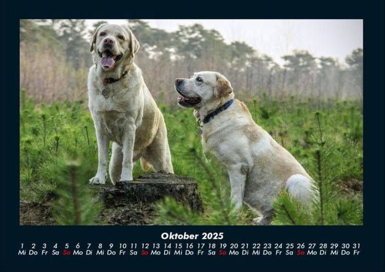 Produktbild: Hunde 2025 Fotokalender DIN A4