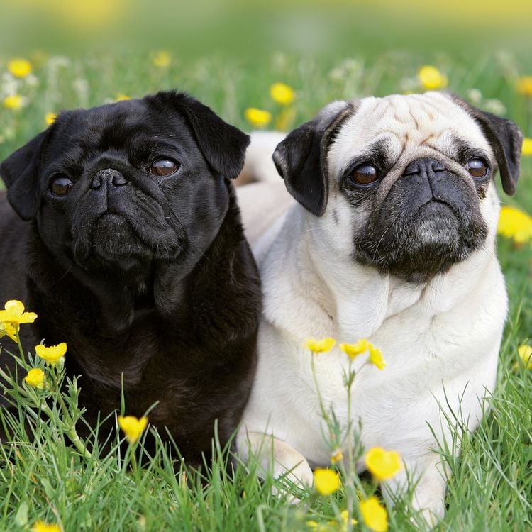 Produktbild: M&ouml;pse / Puglets 2027