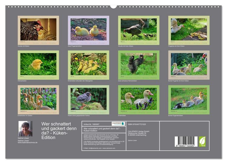 Produktbild: Wer schnattert und gackert denn da? - K&uuml;ken-Edition (hochwertiger Premium Wandkalender 2026 DIN A2 quer), Kunstdruck in Hochglanz