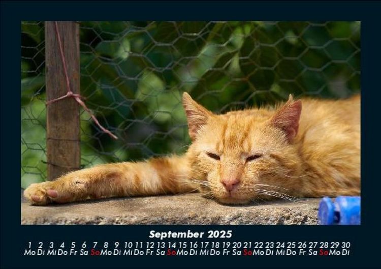 Produktbild: Katzen 2025 Fotokalender DIN A5