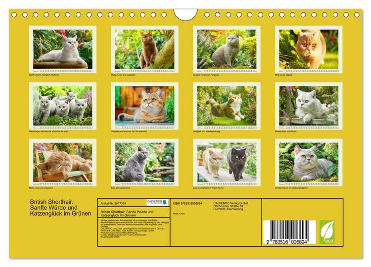 Produktbild: British Shorthair. Sanfte W&uuml;rde und Katzengl&uuml;ck im Gr&uuml;nen (Wandkalender 2026 DIN A4 quer), CALVENDO Monatskalender