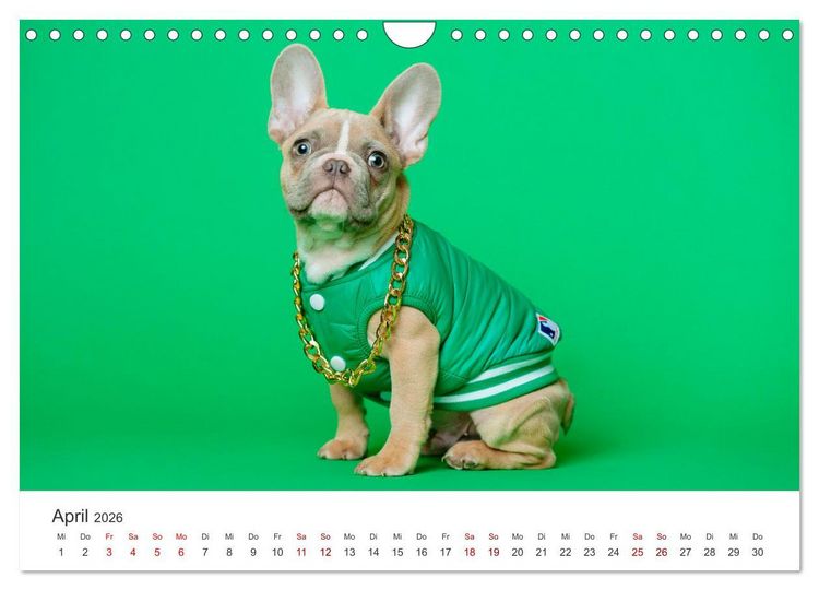 Produktbild: Die Bulldogge Henry (Wandkalender 2026 DIN A4 quer), CALVENDO Monatskalender