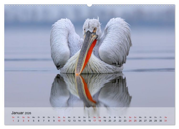 Produktbild: Krauskopfpelikane (hochwertiger Premium Wandkalender 2026 DIN A2 quer), Kunstdruck in Hochglanz