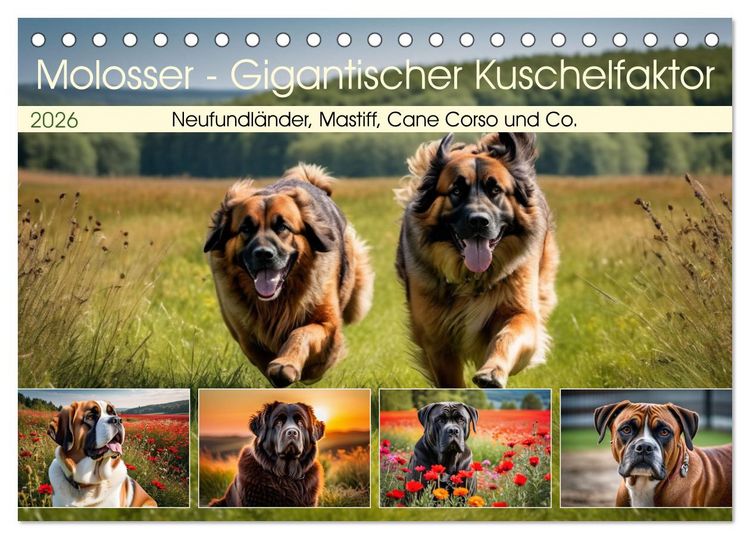 Produktbild: Molosser - Gigantischer Kuschelfaktor (Tischkalender 2026 DIN A5 quer), CALVENDO Monatskalender