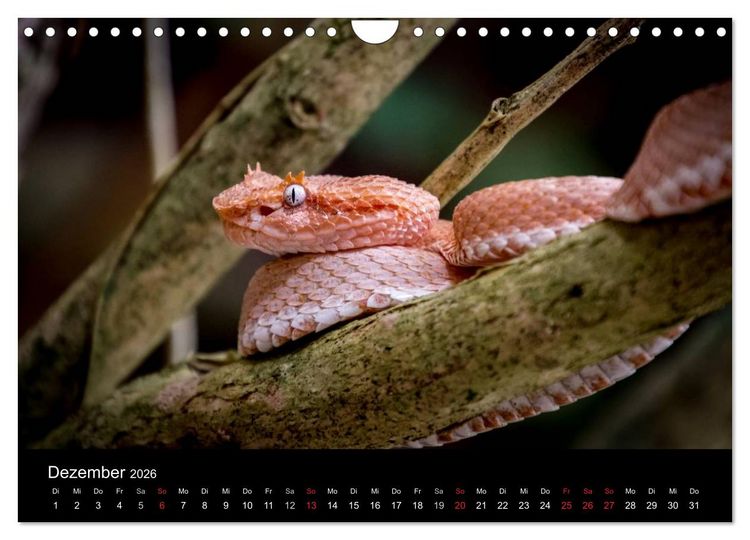Produktbild: Costa Rica. Faszinierende Tierwelt (Wandkalender 2026 DIN A4 quer), CALVENDO Monatskalender