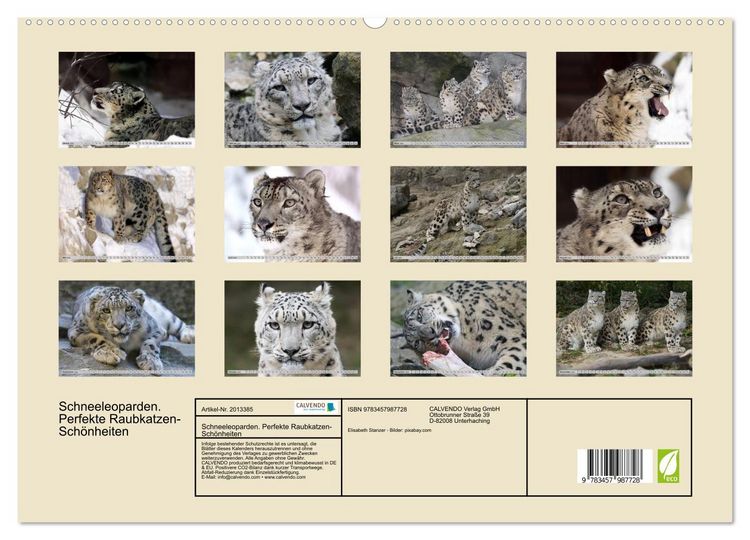 Produktbild: Schneeleoparden. Perfekte Raubkatzen-Sch&ouml;nheiten (hochwertiger Premium Wandkalender 2026 DIN A2 quer), Kunstdruck in Hochglanz
