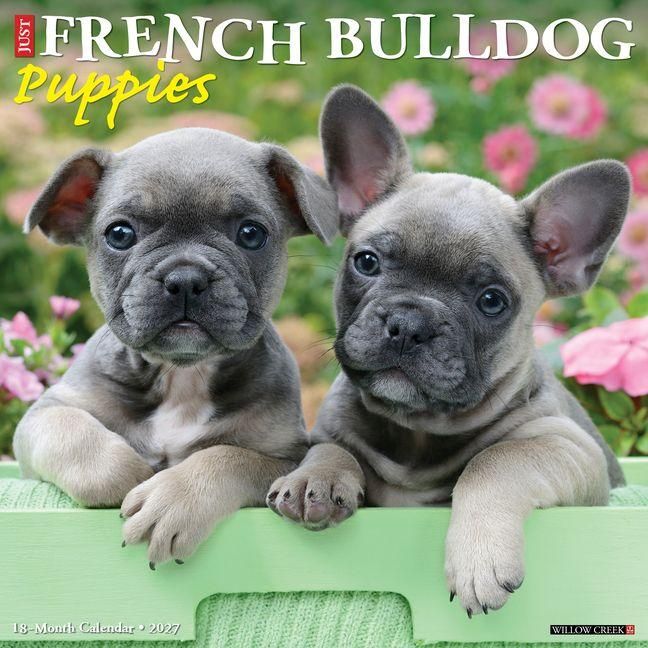 Produktbild: French Bulldog Puppies 2027 12 X 12 Wall Calendar