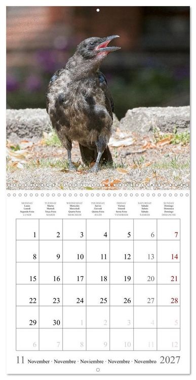 Produktbild: Crow Babies - Black, cute & always hungry (Wall Calendar 2027 12 &times; 12 Inch) CALVENDO 12 Month Wall Calendar