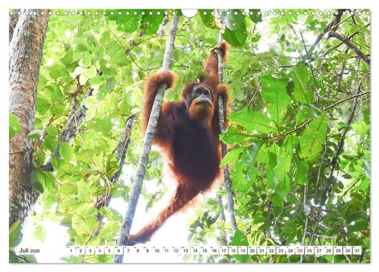 Produktbild: Die letzten freilebenden Orang Utans (Wandkalender 2026 DIN A3 quer), CALVENDO Monatskalender