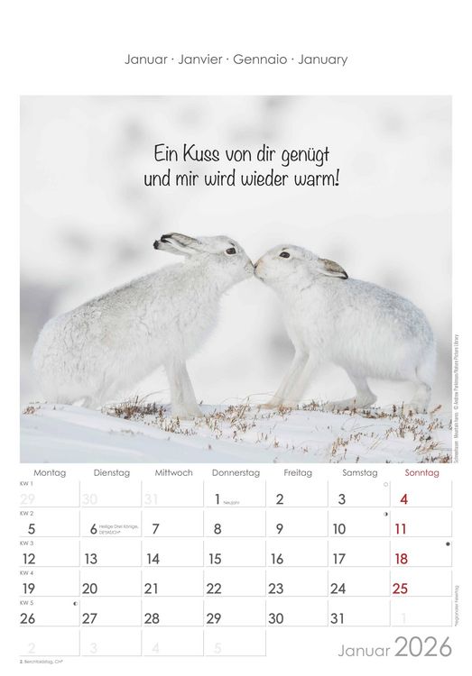 Produktbild: Kleine Freunde 2026 - Bildkalender 23,7x34 cm - Kalender mit Platz für Notizen - mit vielen Zusatzinformationen - Wandkalender - Alpha Edition