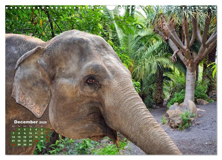 Produktbild: Gentle giants in the jungle (Wall Calendar 2026 DIN A3 landscape), CALVENDO 12 Month Wall Calendar