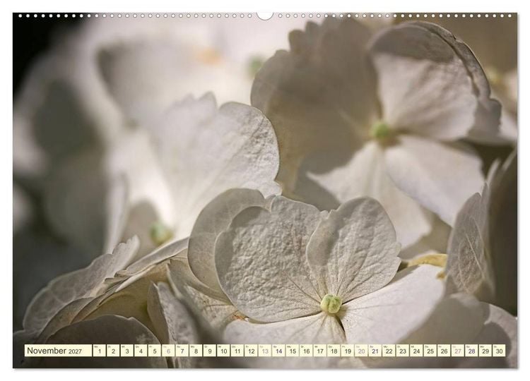 Produktbild: Hortensientr&auml;ume (Wandkalender 2027 DIN A2 quer), CALVENDO Monatskalender