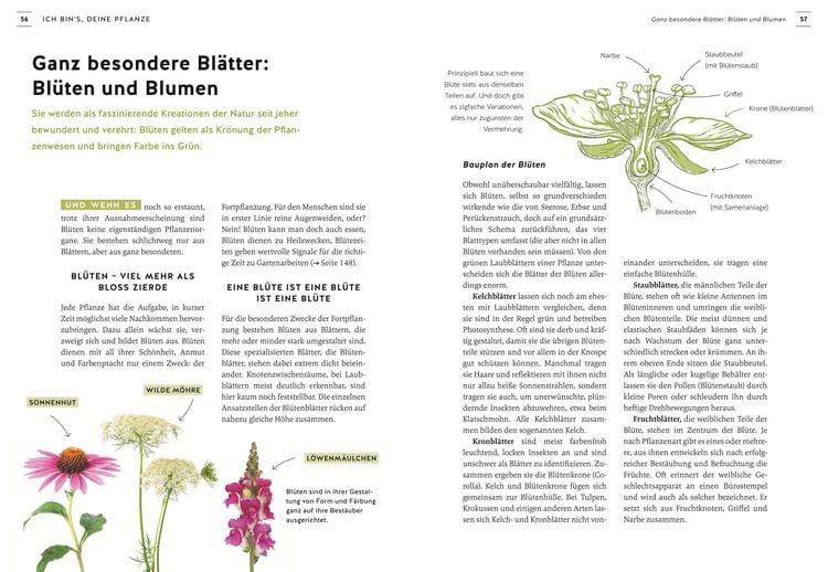 Produktbild: Pflanzen endlich verstehen
