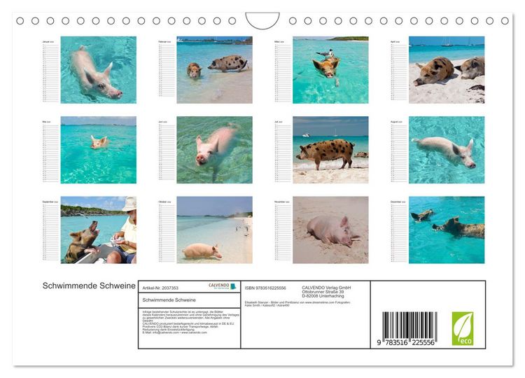 Produktbild: Schwimmende Schweine (Wandkalender 2026 DIN A4 quer), CALVENDO Monatskalender