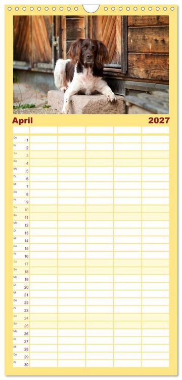 Produktbild: Familienplaner 2027 - Passion Jagdhund - Kleiner M&uuml;nsterl&auml;nder mit 5 Spalten (Wandkalender, 21 x 45 cm) CALVENDO