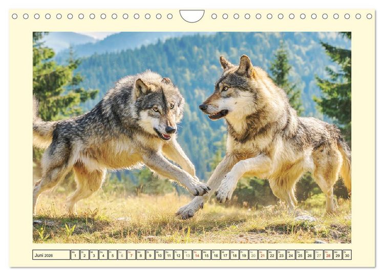 Produktbild: Herzschlag der Wildnis. W&ouml;lfe zwischen Legende, Freiheit und Anmut (Wandkalender 2026 DIN A4 quer), CALVENDO Monatskalender