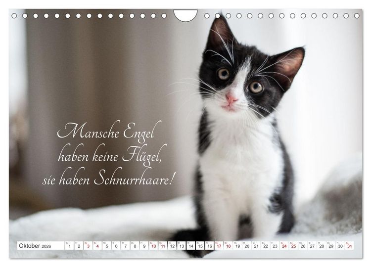 Produktbild: Kitten auf Entdeckungsreise (Wandkalender 2026 DIN A4 quer), CALVENDO Monatskalender