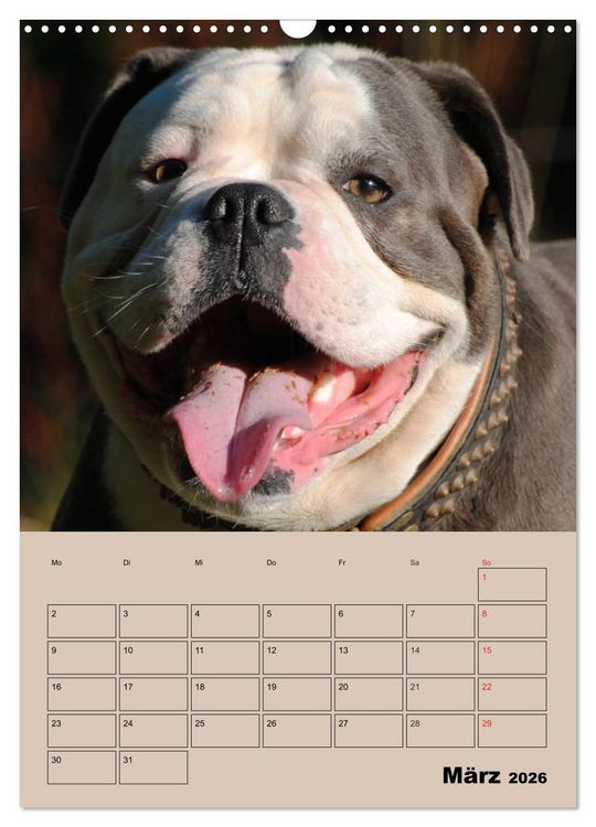 Produktbild: Bulldoggen-Gesichter (Wandkalender 2026 DIN A3 hoch), CALVENDO Monatskalender