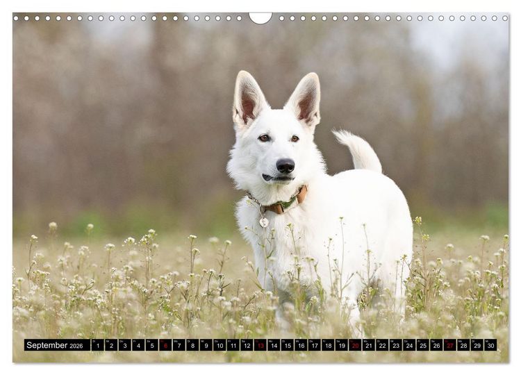Produktbild: Berger Blanc Suisse - Weggef&auml;hrten auf 4 Pfoten (Wandkalender 2026 DIN A3 quer), CALVENDO Monatskalender