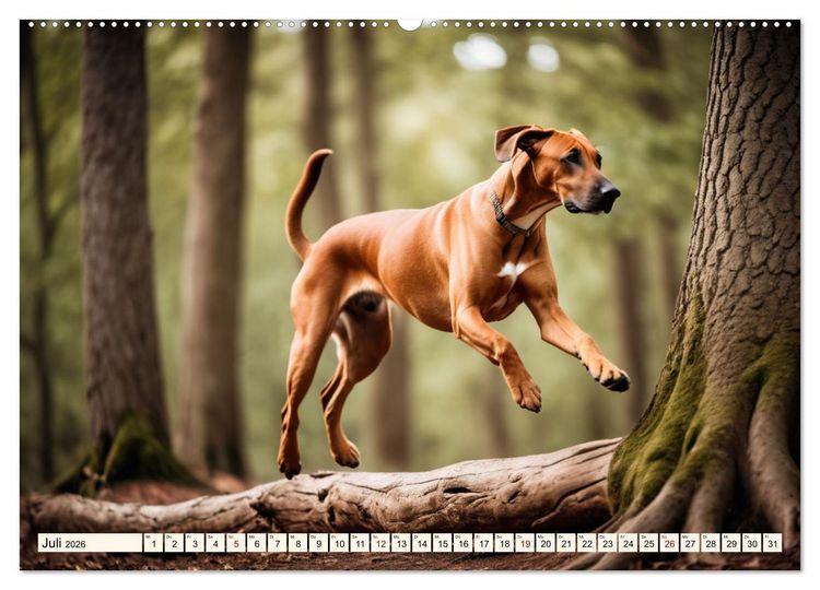 Produktbild: Rhodesian Ridgeback - Athlet mit R&uuml;ckenkamm (Wandkalender 2026 DIN A2 quer), CALVENDO Monatskalender