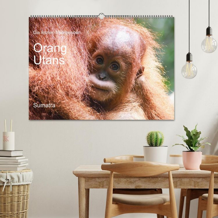 Produktbild: Die letzten freilebenden Orang Utans (Wandkalender 2026 DIN A2 quer), CALVENDO Monatskalender