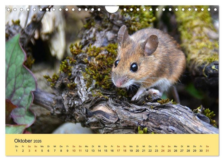 Produktbild: ... hier kommt die Maus ... (Wandkalender 2026 DIN A4 quer), CALVENDO Monatskalender