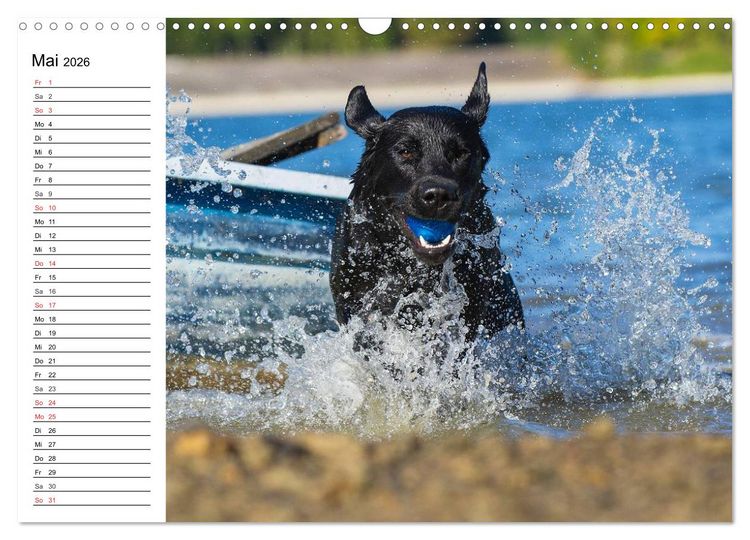 Produktbild: Labrador Retriever - Freunde f&uuml;r&acute;s Leben (Wandkalender 2026 DIN A3 quer), CALVENDO Monatskalender
