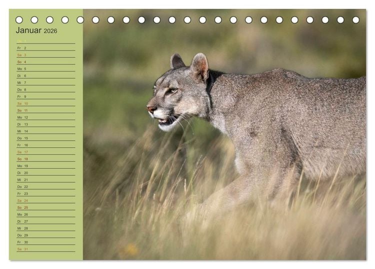 Produktbild: Wildlife S&uuml;damerika (Tischkalender 2026 DIN A5 quer), CALVENDO Monatskalender