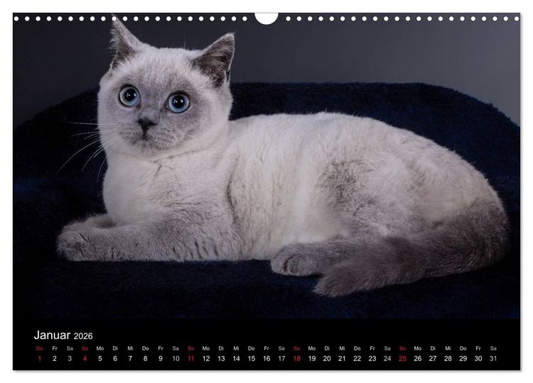Produktbild: Britisch Kurzhaar Katzen (Wandkalender 2026 DIN A3 quer), CALVENDO Monatskalender